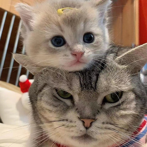 欧美在线视频网
